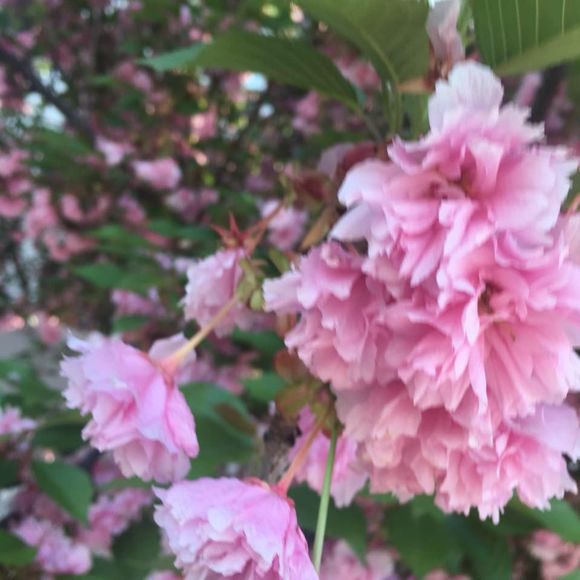 Meet your Posher, Lynn - Picture 1 of 1